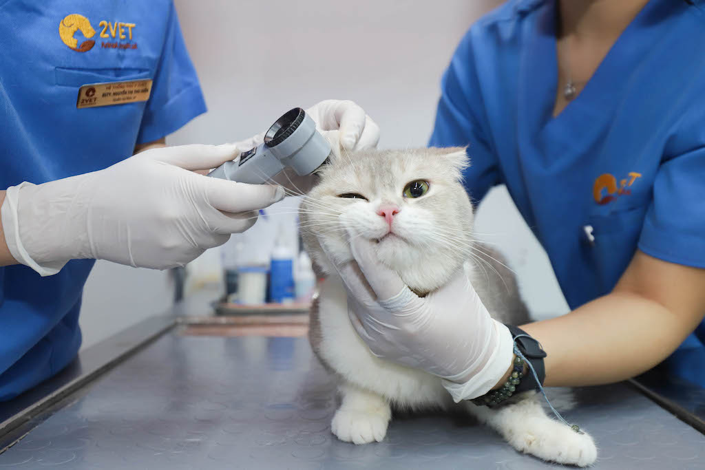 2Vet Bình Thạnh