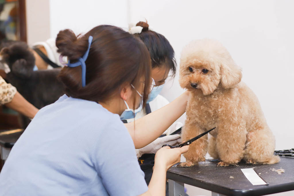 2Vet Bình Thạnh