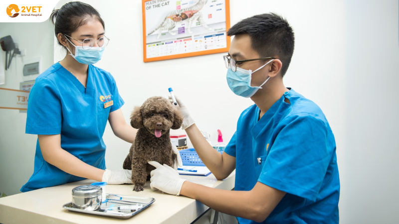 giá-khám-thú-cưng