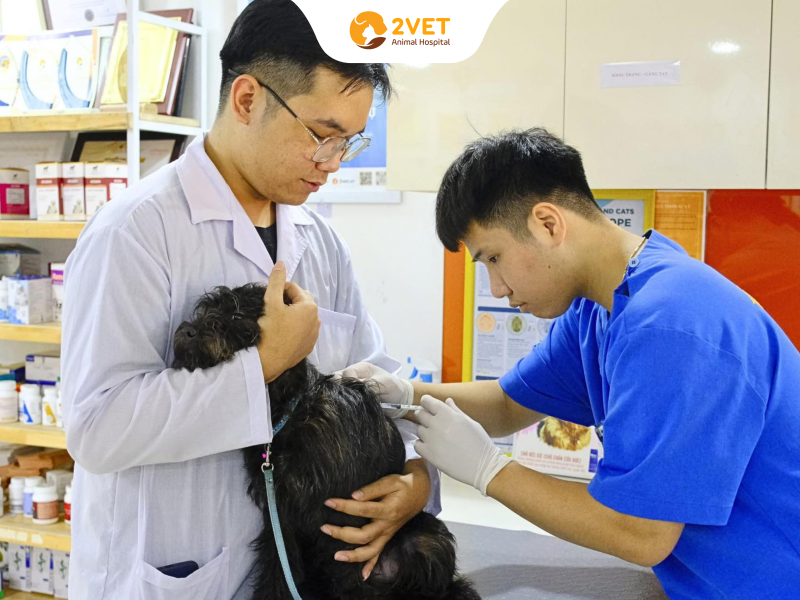 giá-tiêm-vaccine-thú-cưng