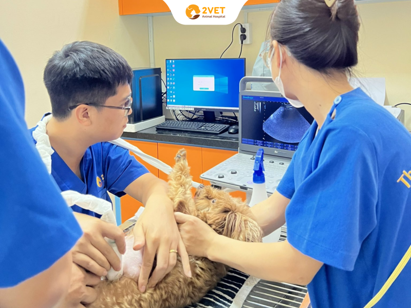 thú-y-Bình-Thạnh