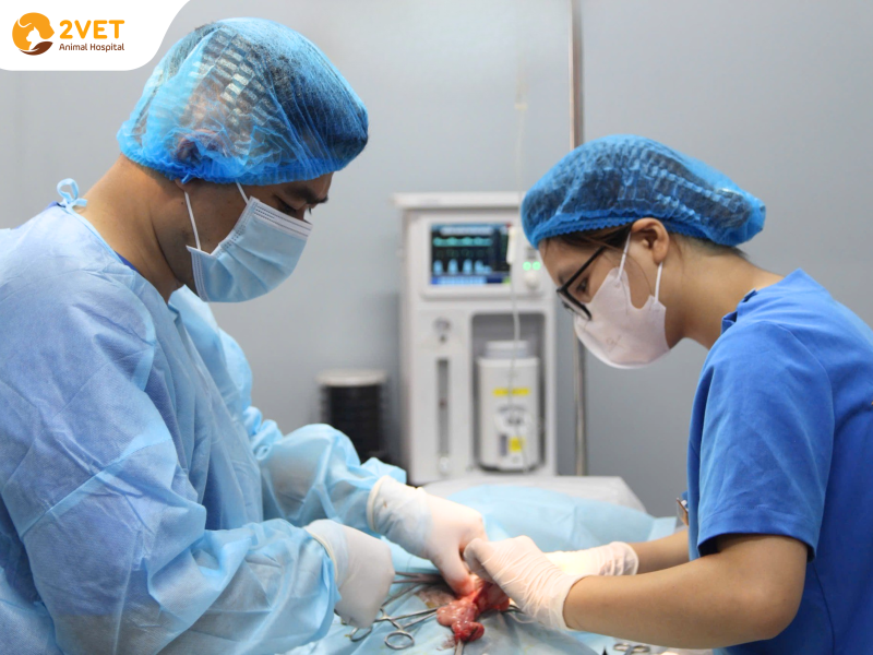 thú-y-Bạch-Đằng