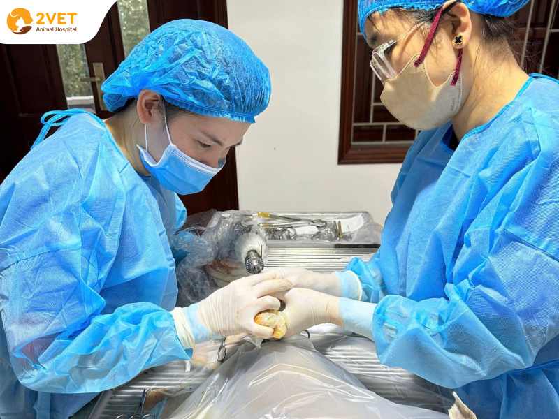 bệnh-viện-thú-y-Hải-Dương
