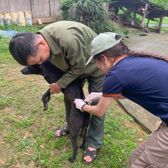 Hoạt đông tiêm phòng dại miễn phí